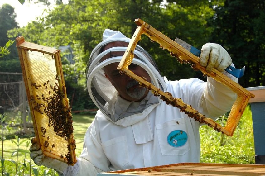 ethical bee harvesting