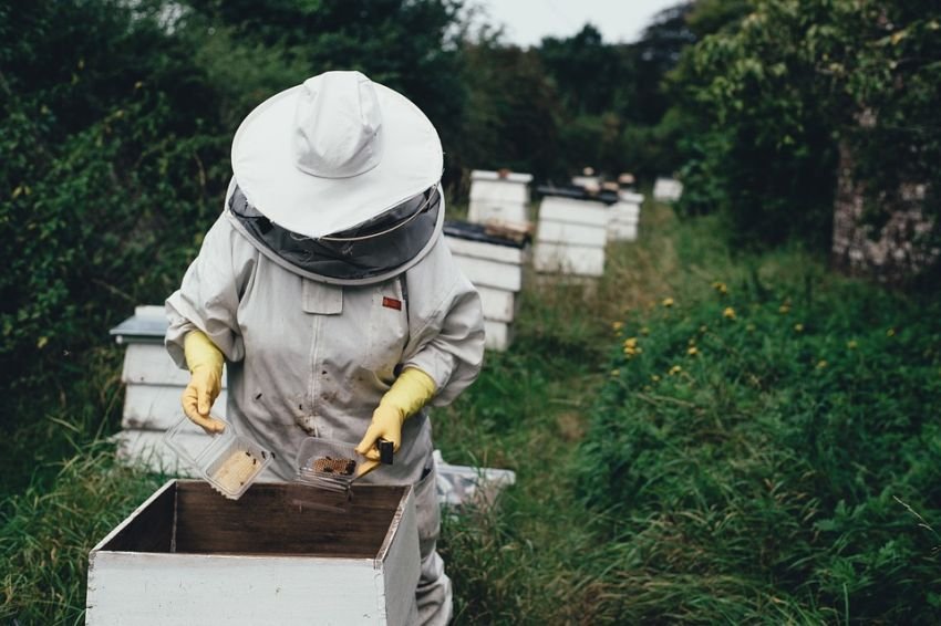 honey harvesting