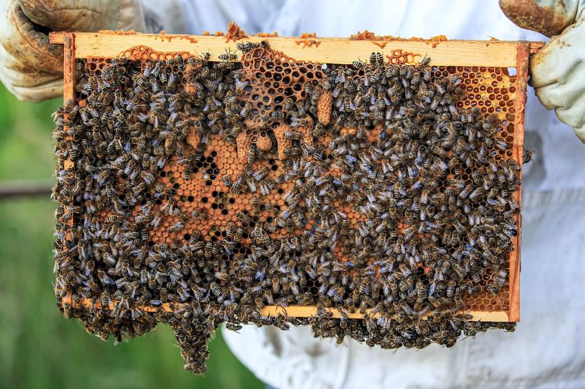 beeswax is naturally produced by bees